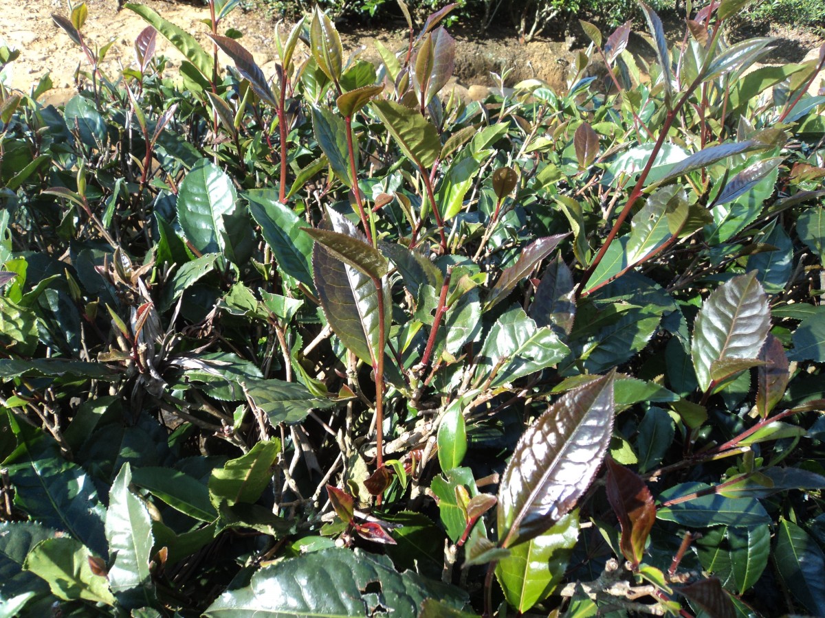 Camellia sinensis (L.) Kuntze